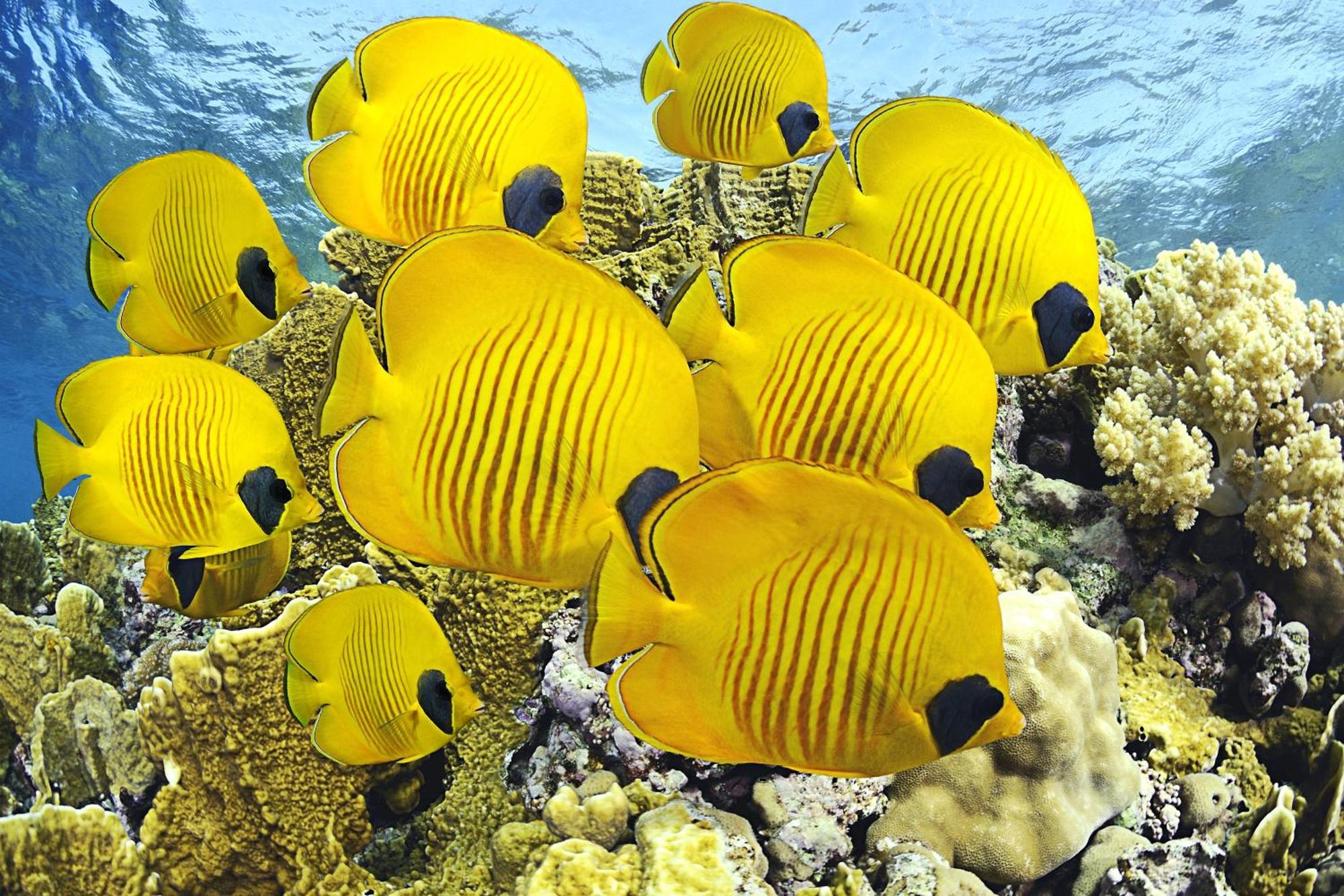 Roxon Red Sea Eilat - Adults Only Ξενοδοχείο Εξωτερικό φωτογραφία